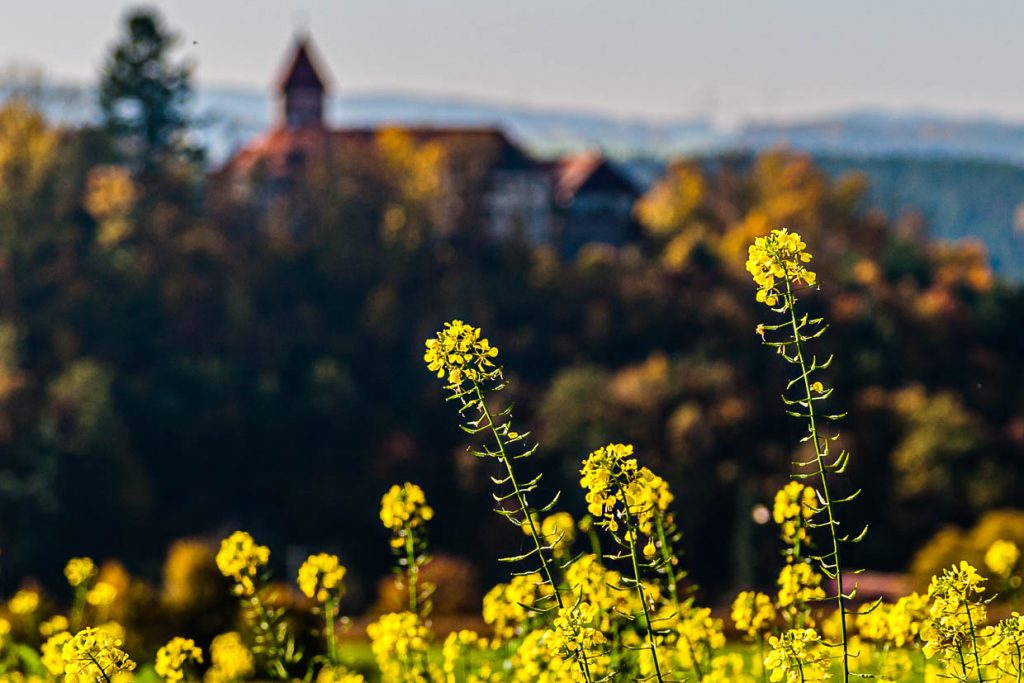 Blühender Ackersenf vor dem unscharfen Hintergrund der Burg Wernberg / © Foto: Georg Berg