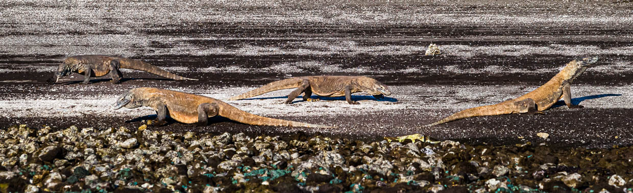 Komodowarane gehören zu den gefährdeten Tierarten. An den Ständen der Komodo-Inseln sind sie oft in Gruppen anzutreffen / © Foto: Georg Berg