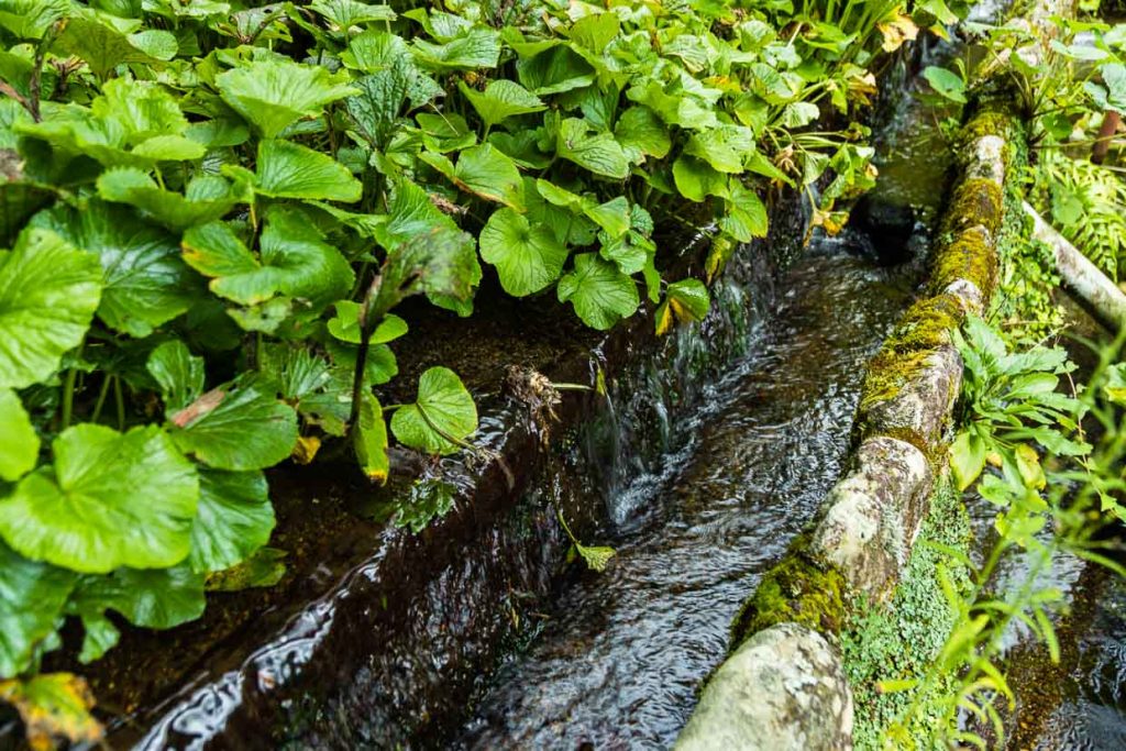 Wasabi im Halbschatten. Das Wasser umfliesst permanent die Wurzeln der Pflanzen. Die Terrassenlage sorgt für stetig frisches Wasser aus den Bergen / © Foto: Georg Berg