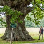 Die Eiche ist über 500 Jahre alt. Ihren Namen hat sie vom Dichter Ambrosius Stub, der gerne an ihrem Stamm Platz nahm und dichtete. Svendborg, Dänemark / © Foto: Georg Berg