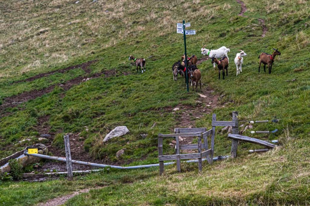 Ziegen an einer Absperrung mit Wanderzeichen in den Vogesen / © Foto: Georg Berg