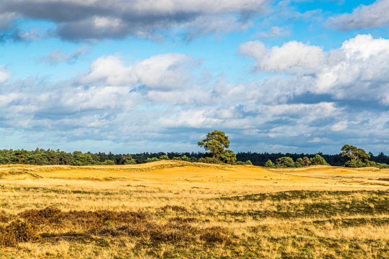 Dans le parc national du Hoge Veluwe : des étendues infinies et des pistes cyclables intelligentes dans un paysage varié / © Photo : Georg Berg