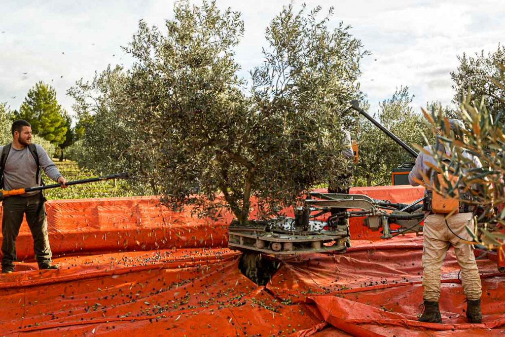 Kurz aber heftig: der Olivenbaum wird mechanisch geschüttelt, während gleichzeitig zwei Erntehelfer mit den elektrischen Harken durch die Blätter gehen / © Foto: Georg Berg
