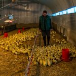 Der gute Geschmack von Cassoulet speist sich auch aus dem Entenfett. Diese werden in der Region um Castelnaudary gezüchtet und auf dem selben Hof geschlachtet.  / © Foto: Georg Berg