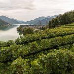 Die beste Lage auf dem Weingut Tenuta San Giogio mit Blick auf den Lago Lugano, Circolo d'Agno, Tessin / © Foto: Georg Berg