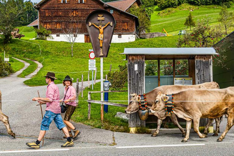 Désalpe à Hittisau. Les jeunes vont chercher le bétail à l'alpage et la plus belle vache est décorée. L'abribus sur cette photo ne reçoit pas de prix de beauté - mais dans la commune voisine de Krumbach, il y a des arrêts de bus à l'architecture de classe mondiale ! / © Photo : Georg Berg