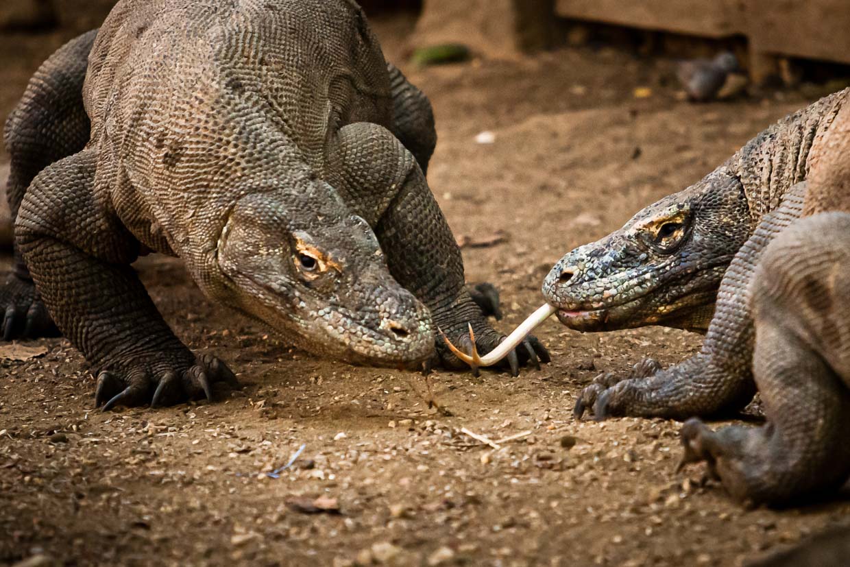 Les dragons de Komodo établissent leur hiérarchie en se battant / © Photo : Georg Berg