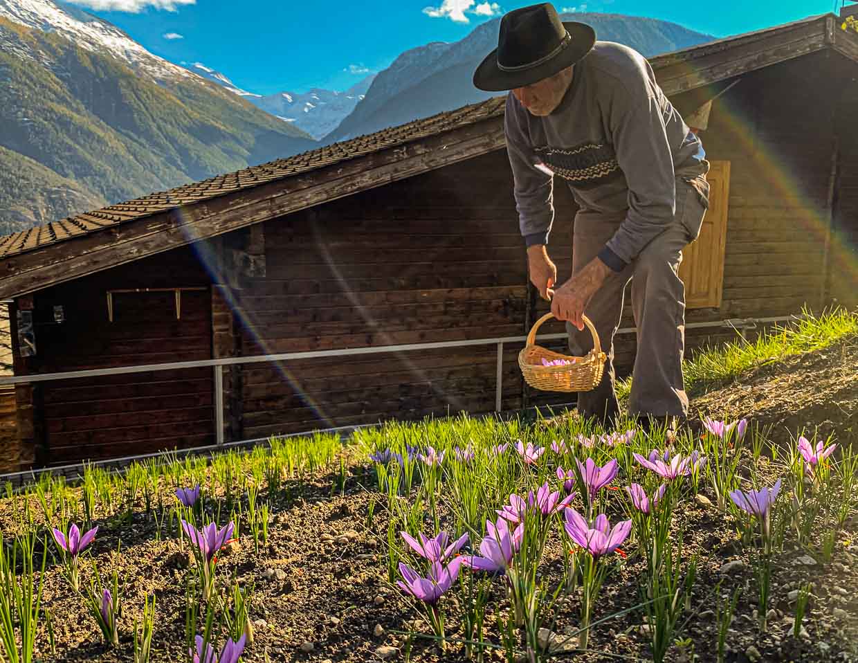Récolte du safran à Mund, Suisse / © Photo : Georg Berg