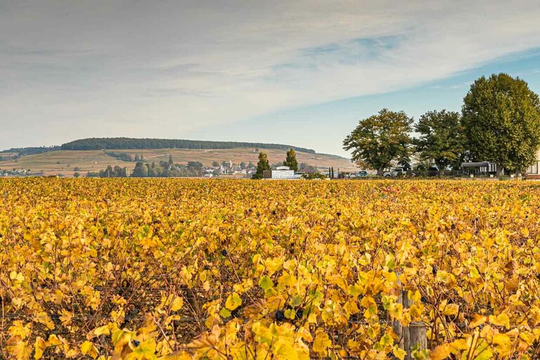 Montagne de Corton / © Photo : Georg Berg