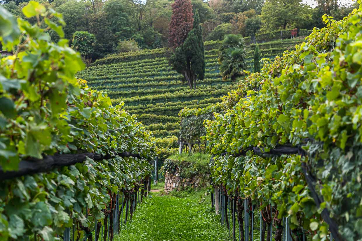 Production de vin au Tenuta San Giorgio. Fin septembre, les vendanges sont terminées et le travail au pressoir bat son plein / © Photo : Georg Berg