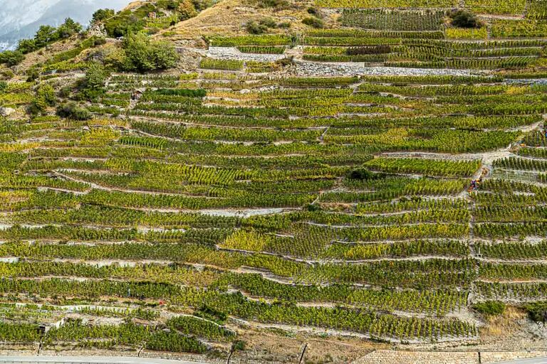 Le vignoble de Visperterminen, le plus haut d'Europe / © Photo : Georg Berg