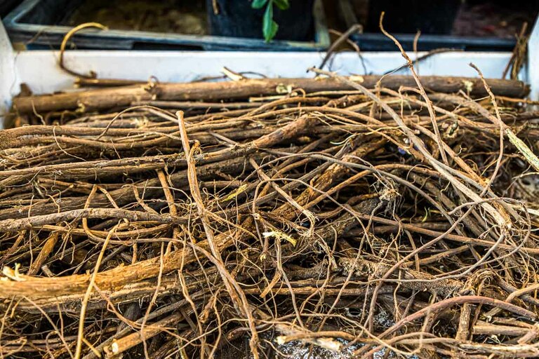 Enchevêtrement de racines de réglisse. Même en surface, la réglisse a une apparence hirsute. Au Moyen Âge, la réglisse était très importante pour Bamberg et faisait même partie des armoiries de la ville / © Photo : Georg Berg