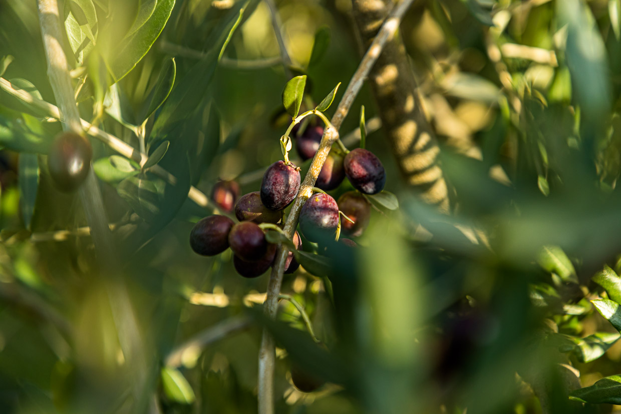 Olives allemandes mûres / © Photo : Georg Berg