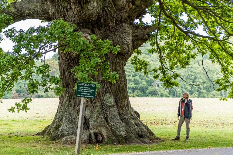 Le chêne a plus de 500 ans. Il doit son nom au poète Ambrosius Stub, qui aimait s'asseoir contre son tronc pour composer des poèmes. Svendborg, Danemark / © Photo : Georg Berg
