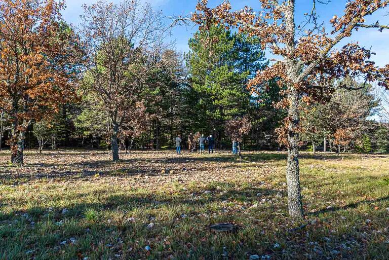 Dans le département du Var, des chênes sont utilisés pour la trufficulture. Ce n'est qu'après 10 ans que les premières truffes peuvent être récoltées sur un arbre. A l'âge de 20 - 30 ans, les truffes deviennent plus petites et poussent sur les racines des arbres / © Photo : Georg Berg