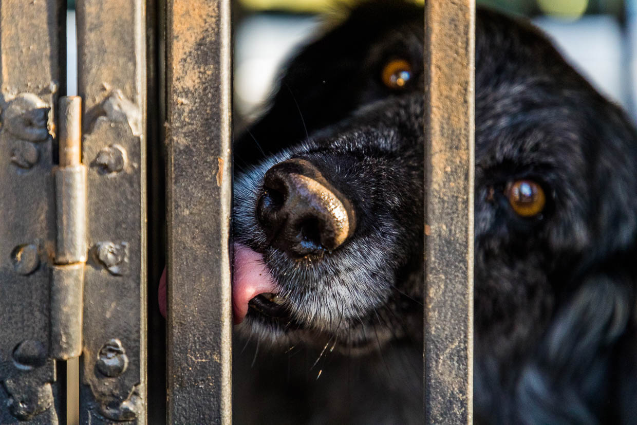 Le chien truffier Manolo après sa mission / © Photo : Georg Berg