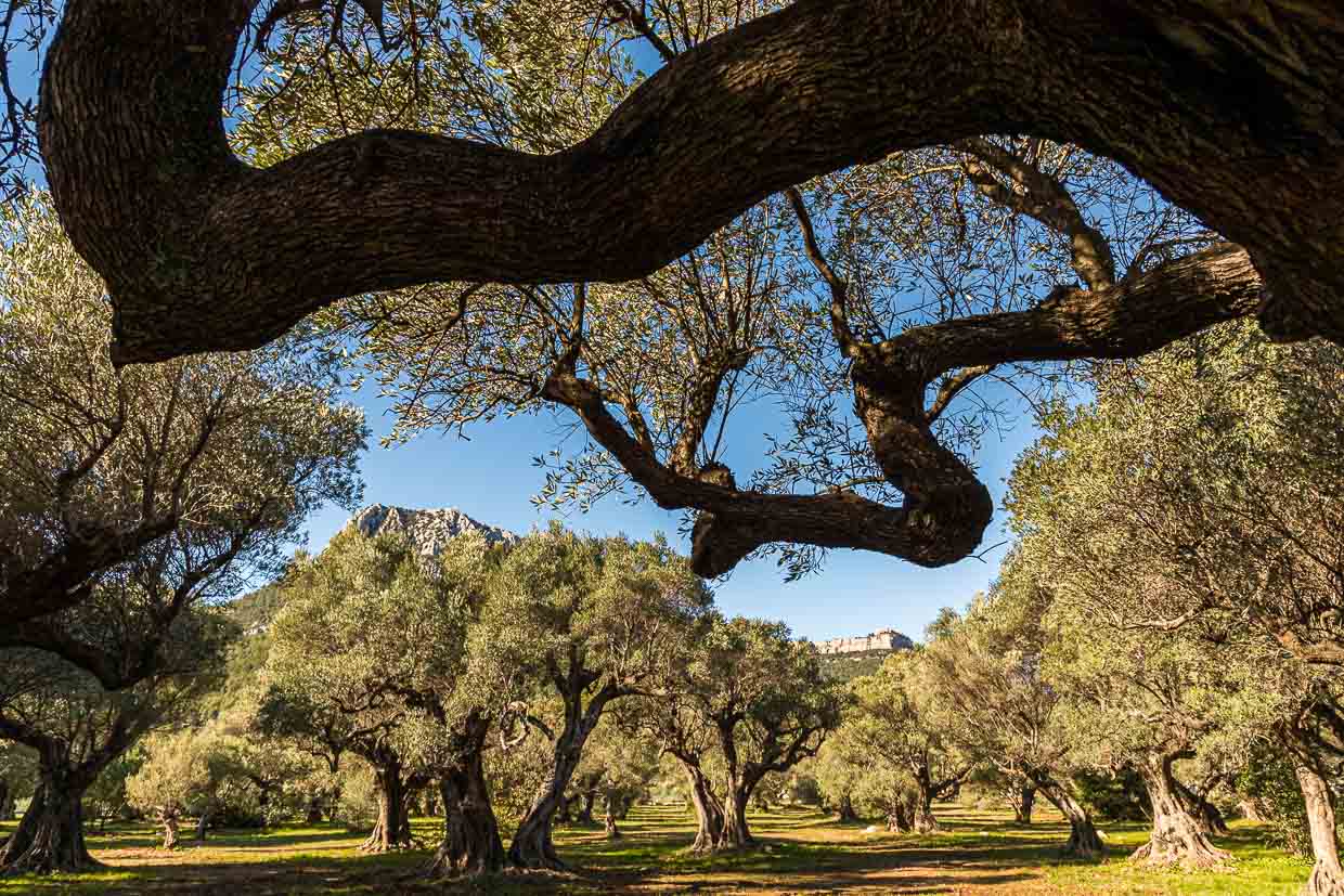 Huile d’olive de Provence