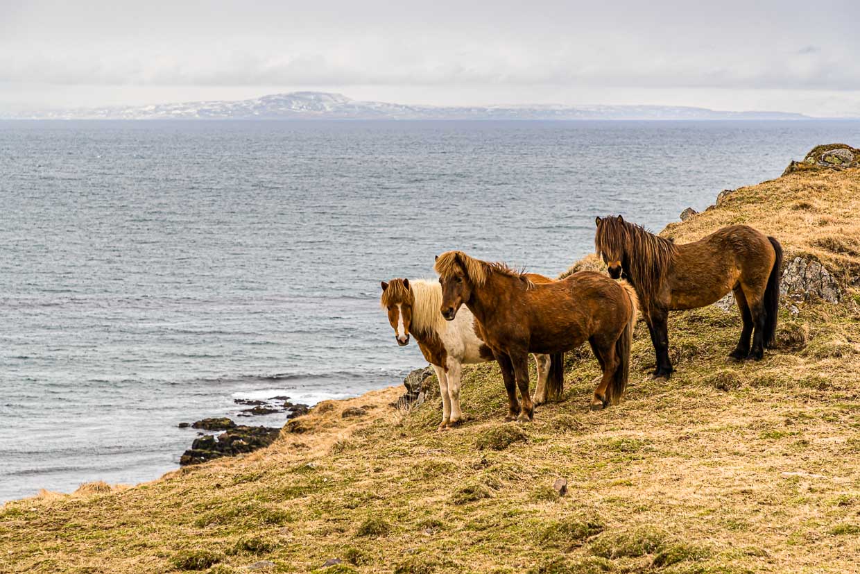 Les poneys islandais doivent être appelés chevaux en Islande / © Photo : Georg Berg