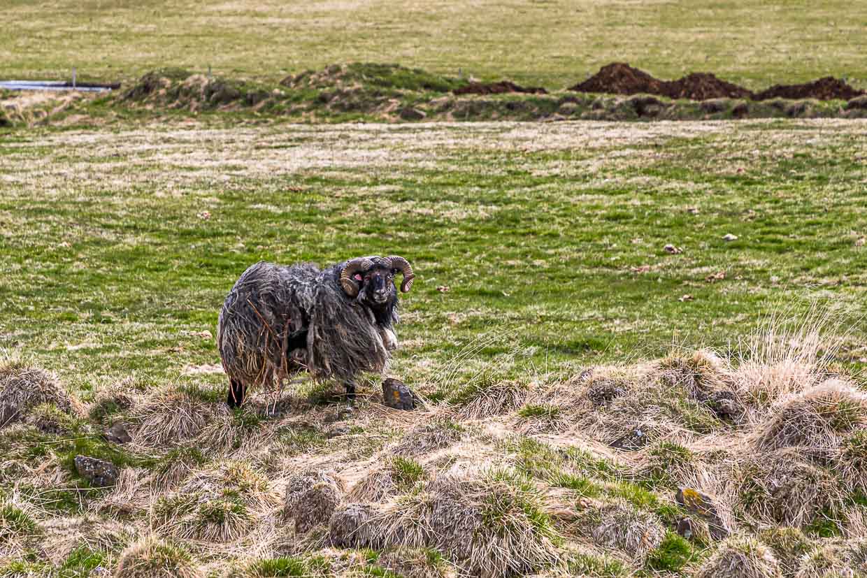 Mouton de tête islandais / © Photo : Georg Berg