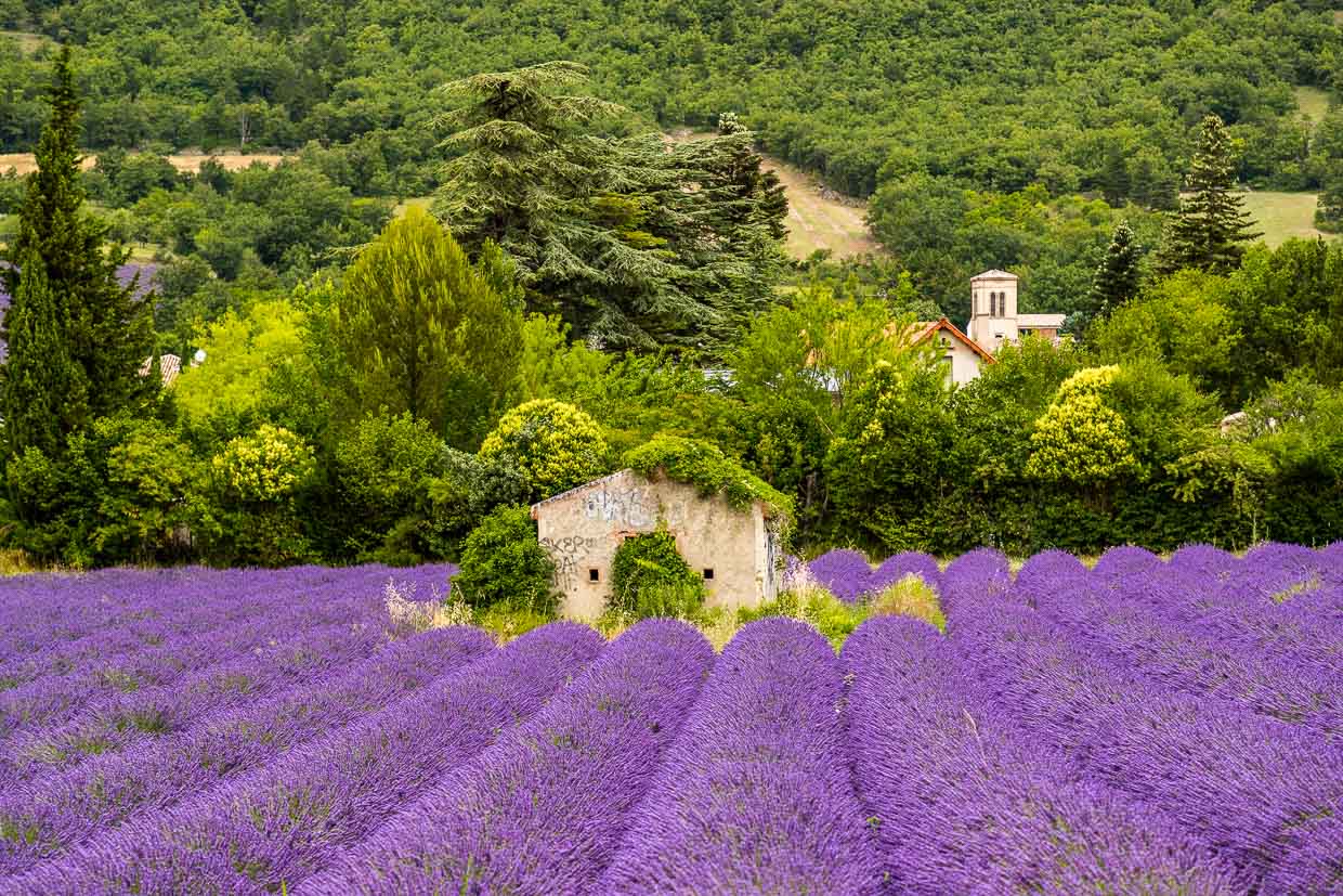 Champ de lavande d'un violet soutenu avec une vieille maison en pierre au milieu. Dans la vallée de la Drome, les Alpes rencontrent la Provence / © Foto : Georg Berg