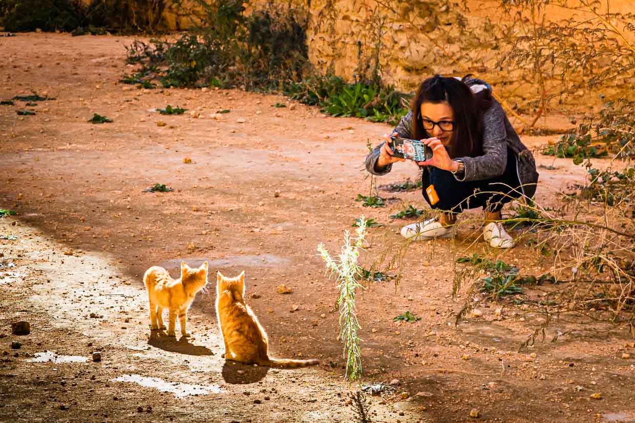 Making-off d'une photo de chat. Une jeune femme prend une photo de chatons dans la vieille ville de Meknès, au Maroc. Cette photo de chat a certainement été partagée par la suite sur les médias sociaux / © Photo : Georg Berg