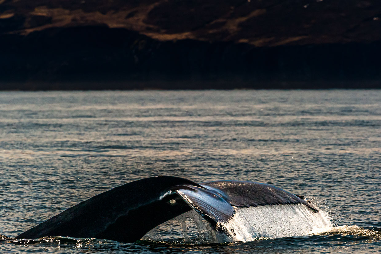 Découvrir les baleines en Islande