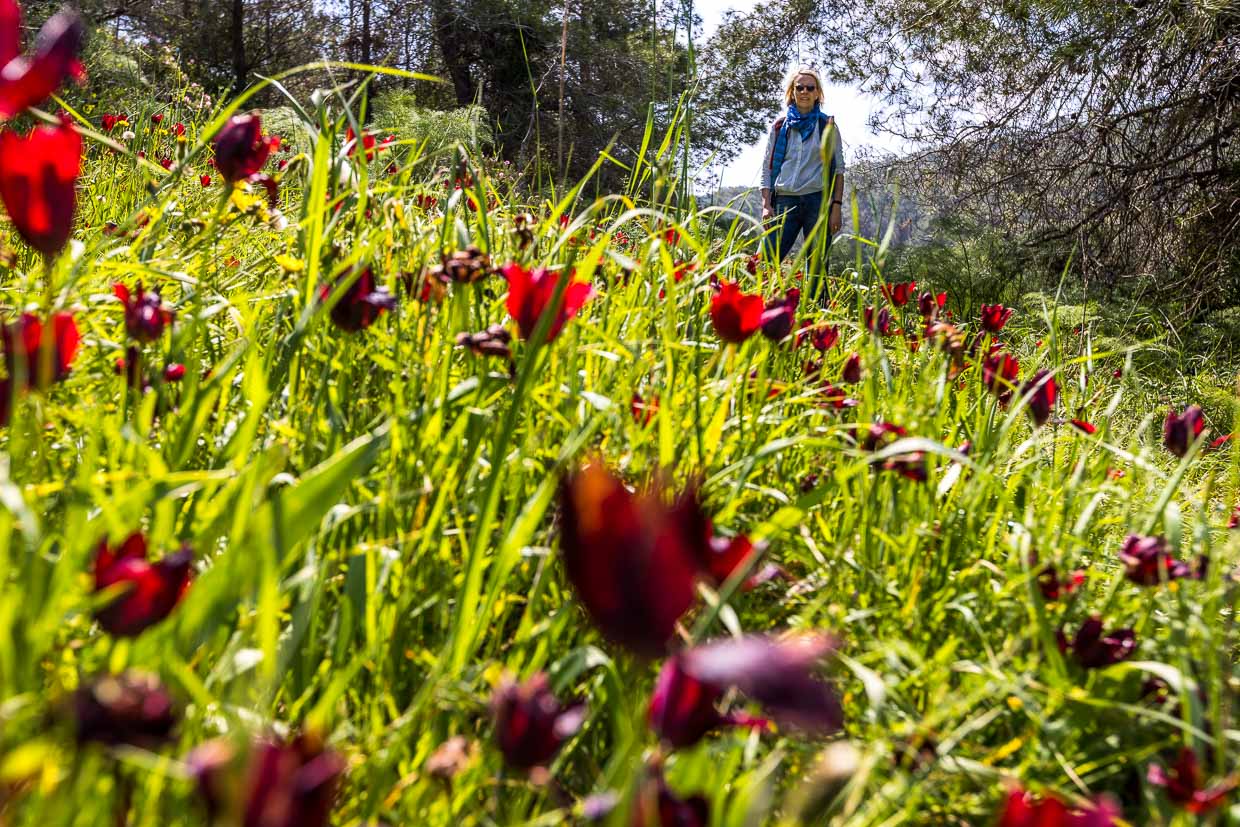 Ces tulipes ne fleurissent qu'en mars et avril et uniquement à Chypre / © Foto : Georg Berg