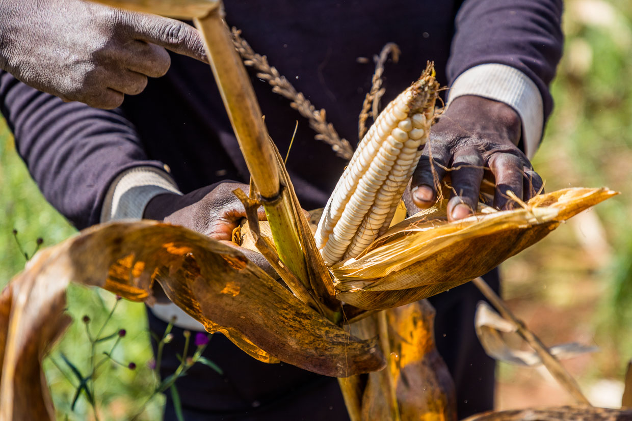 Le maïs blanc est récolté à la main. Le maïs est réduit en farine de maïs, à partir de laquelle est préparé le plat national, le nzima / © Photo : Georg Berg