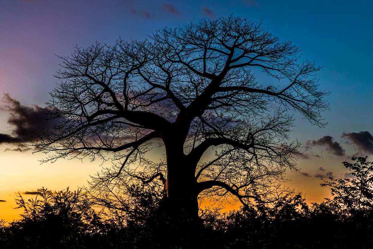 Baobab – Arbre de vie