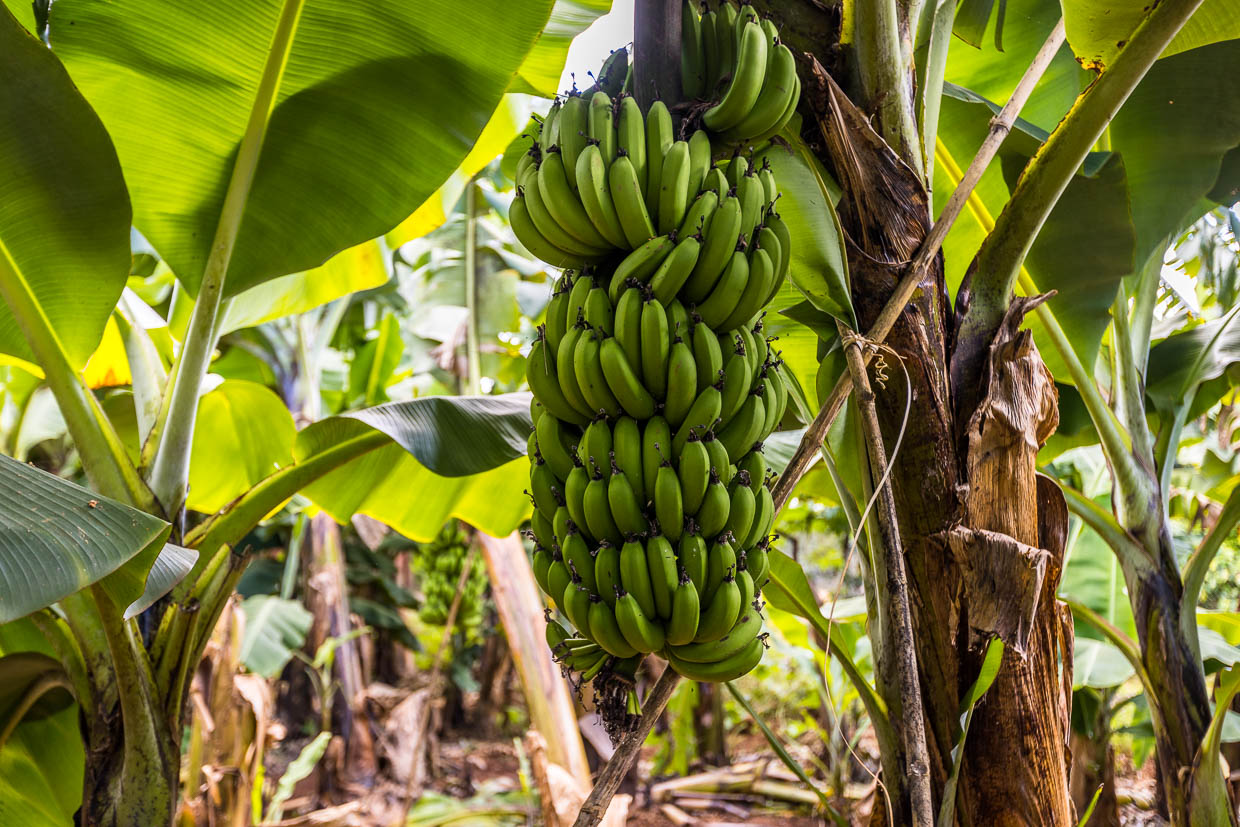 Les bananes ne poussent pas sur des arbres, mais sur des plantes vivaces. Un bananier ne porte des fruits qu'une seule fois dans sa courte vie et meurt ensuite / © Foto : Georg Berg