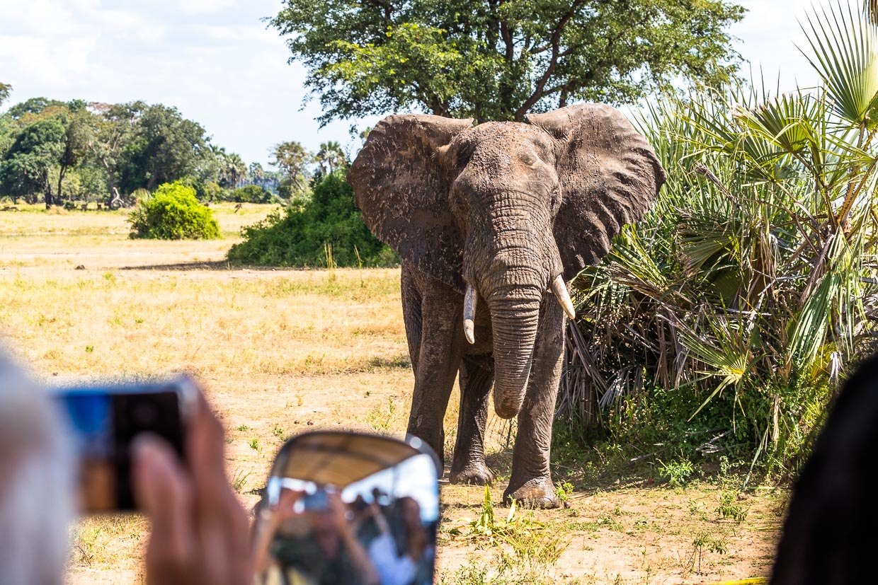 Dans le parc national de Liwonde, les animaux sont très proches. Ici, un jeune éléphant mâle à quelques mètres du véhicule de safari du Kutchire Lodge / © Photo : Georg Berg