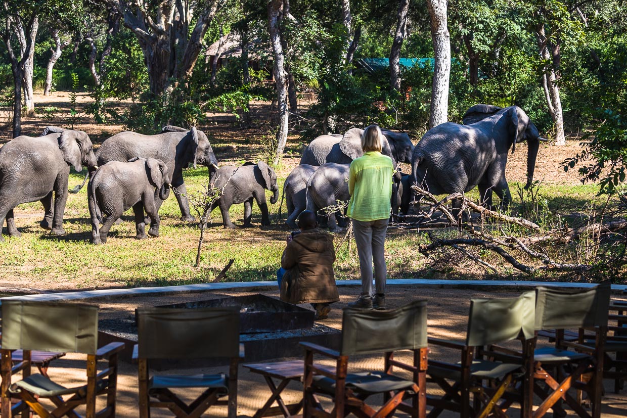 Le point d'eau du Thawale Lodge dans la Majete Wildlife Reserve est fréquenté par un troupeau d'éléphants avec leurs petits / © Photo : Georg Berg