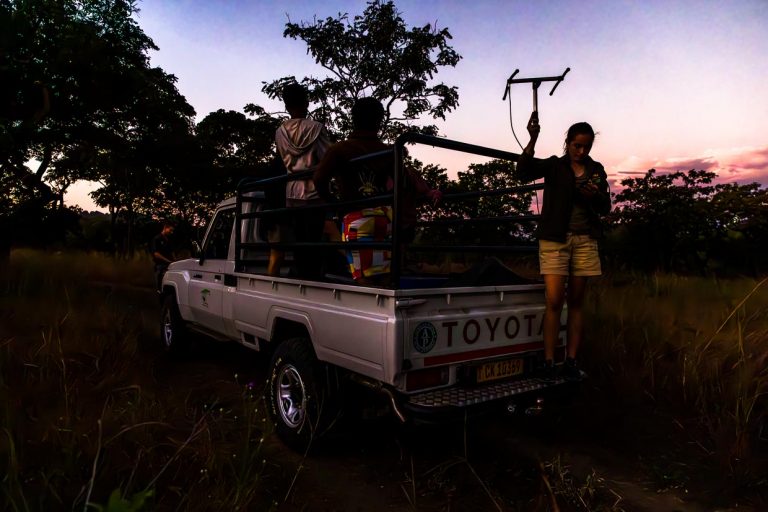 A l'aide d'une antenne, une responsable de monitoring bénévole de la Majete Wildlife Reserve repère la lionne qui doit recevoir un nouveau collier radio / © Photo : Georg Berg