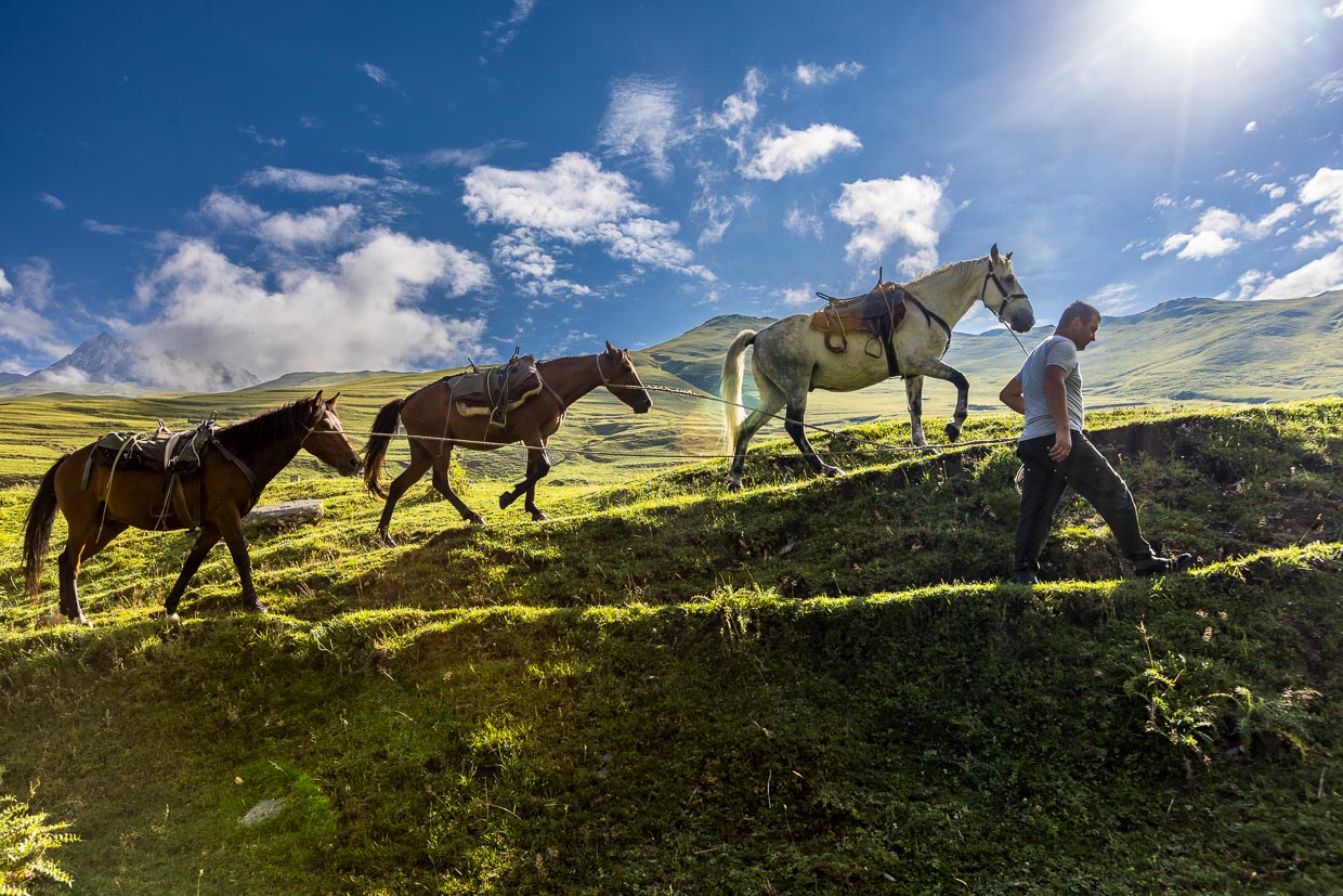 Des chevaux de bât à travers le Caucase