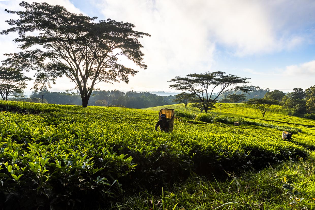 La culture du thé au Malawi