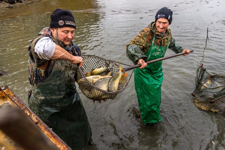Deux pêcheurs avec un filet rempli de carpes miroir / © Photo : Georg Berg